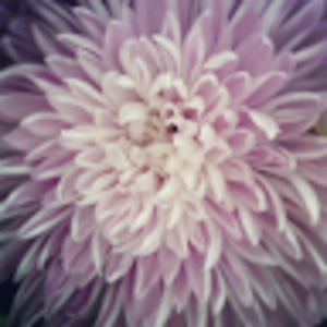 Meet your Posher, Alexa